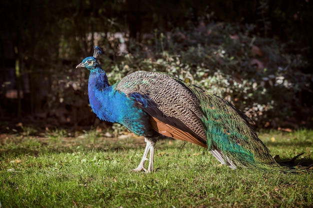 Photo beautiful colorful peacock