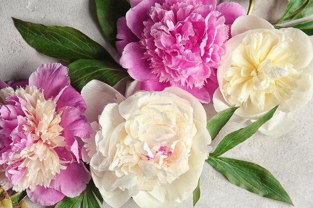 Beautiful colorful peony flowers closeup