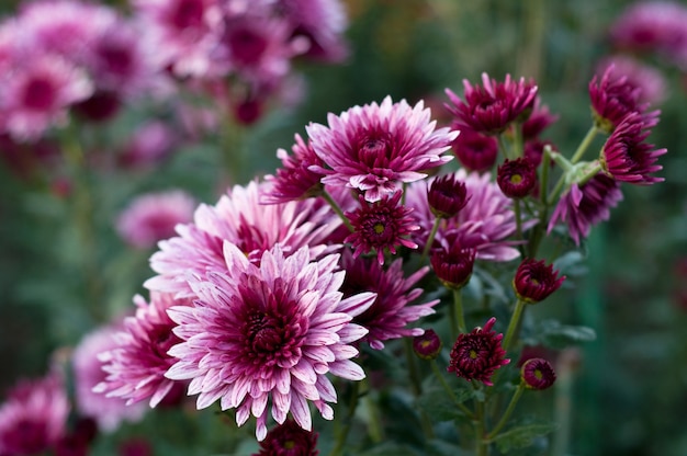 Beautiful colorful pink chrysanthemum in green leaves.