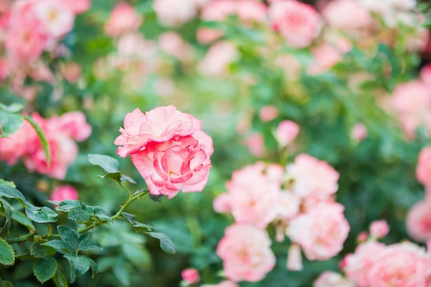 Beautiful colorful pink roses flower in the garden