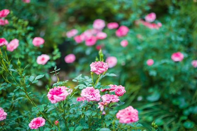 Beautiful colorful pink roses flower in the garden