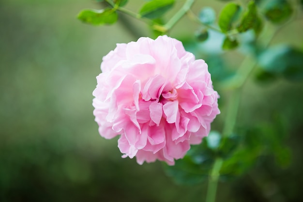 庭に美しいカラフルなピンクのバラの花