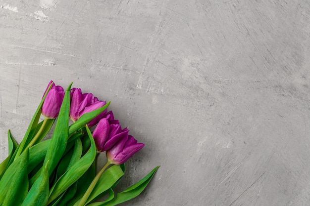 Beautiful colorful purple tulips on dark gray concrete background with copy space