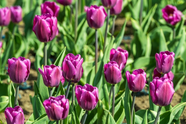 Beautiful colorful purple tulips flowers bloom in spring garden.