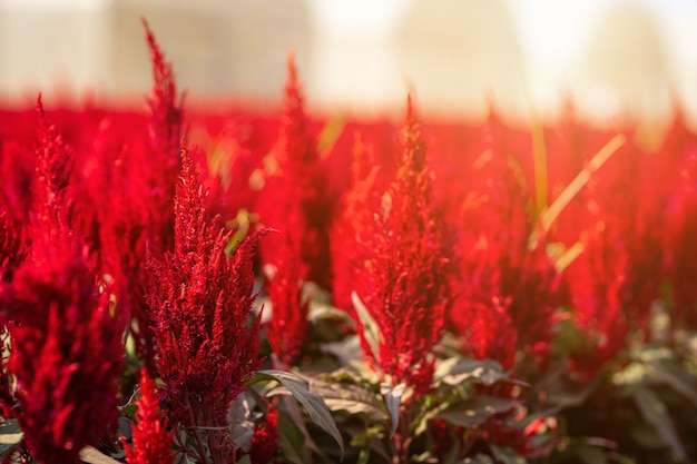 Beautiful Colorful red or pink  Cockscomb Celosia flowers pattern farm blooming in garden of nature background in thailand