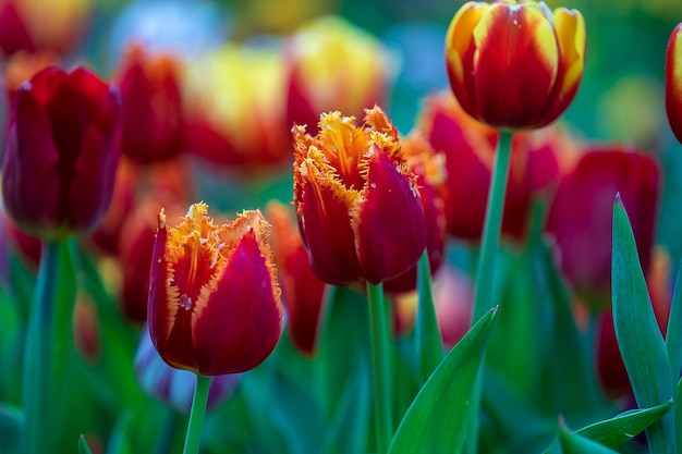 Фон красивые красочные красные и желтые тюльпаны. Поле весенних цветов. Тюльпаны клумбы в Дананге, Вьетнам, крупным планом