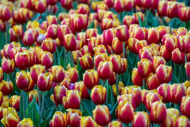 Beautiful colorful red and yellow tulips background. Field of spring flowers. Flower bed tulips in Danang, Vietnam, close up