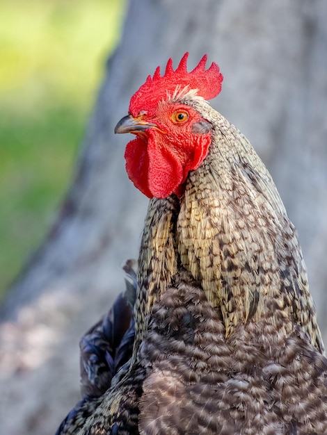 Beautiful colorful rooster close up in sunny weather