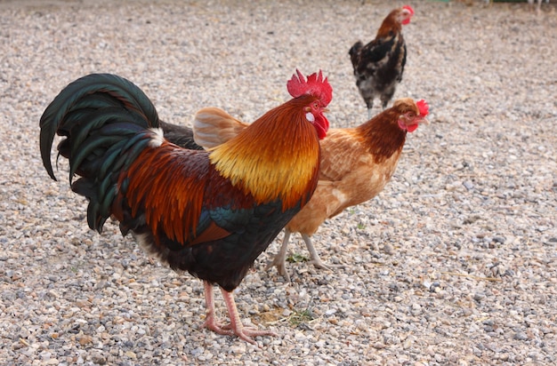 Beautiful colorful rooster in a farmyard in France