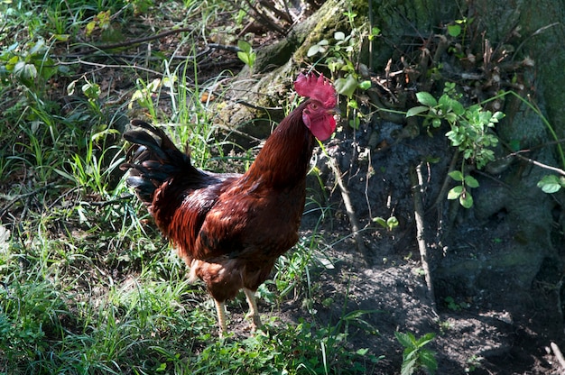 Beautiful colorful rooster stands on green grass.