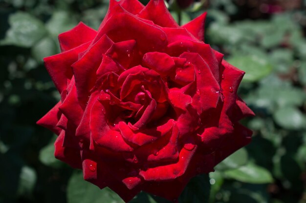 Beautiful colorful Rose Flower on garden background