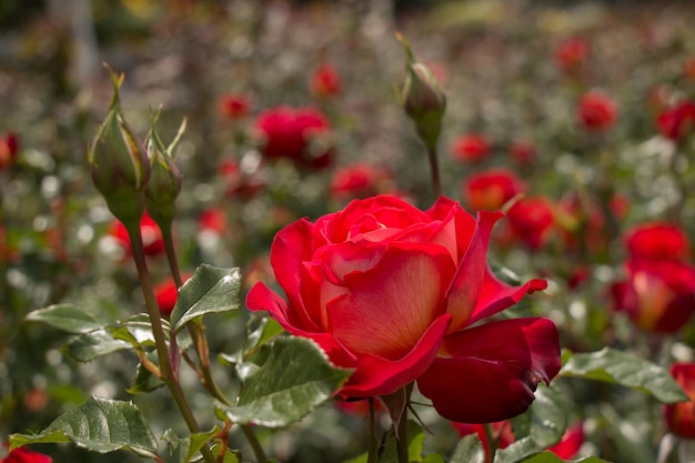 庭の背景にある美しい色鮮やかなバラの花