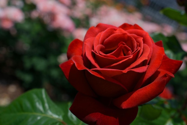 Beautiful colorful Rose Flower on garden background