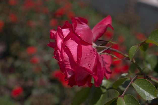 庭の背景に美しいカラフルなバラの花