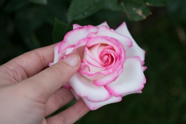 美しいカラフルなバラの花を手に