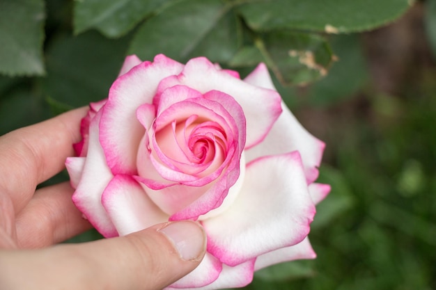 Beautiful colorful Rose Flower in hand