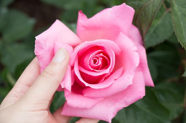 Beautiful colorful Rose Flower in hand