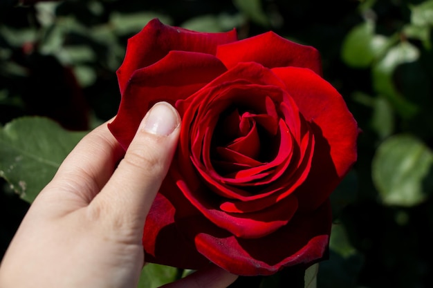 美しいカラフルなバラの花を手に