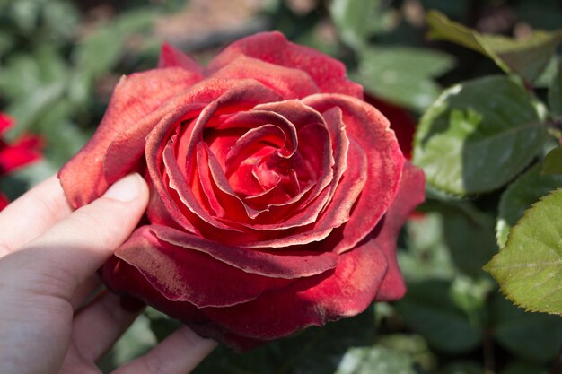 美しいカラフルなバラの花を手に