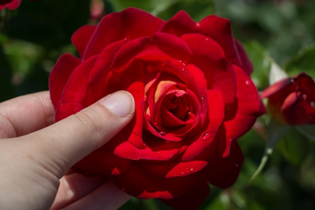 美しいカラフルなバラの花を手に