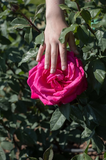 Красивый красочный цветок розы в руке