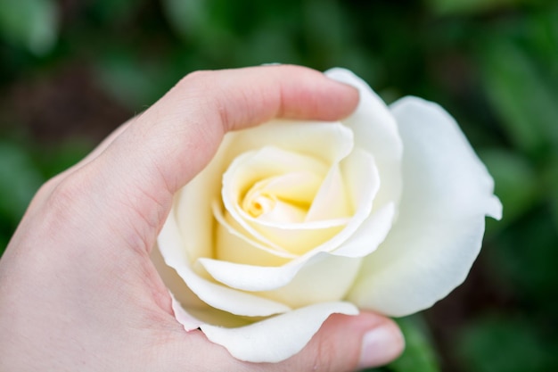 Beautiful colorful Rose Flower in hand