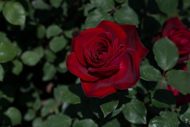 Beautiful colorful Rose Flower