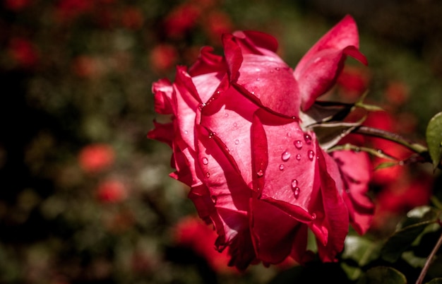 Beautiful colorful Rose Flower