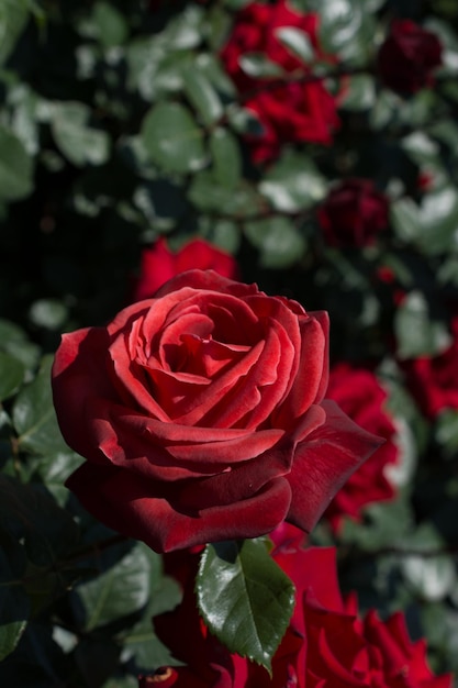 Beautiful colorful Rose Flower