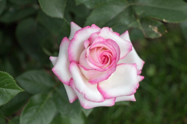 美しいカラフルなバラの花