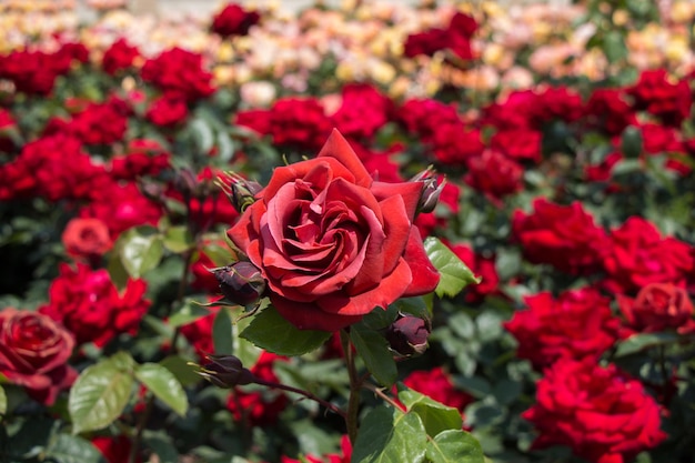 Beautiful colorful Rose Flower