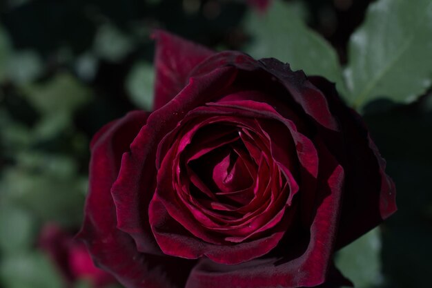 Beautiful colorful Rose Flower