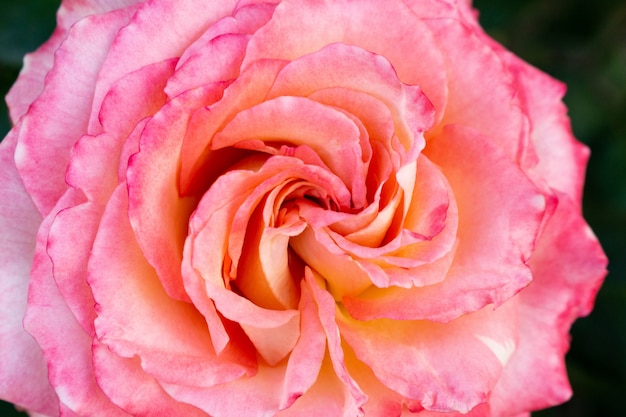 Beautiful colorful rose flowers close up soft focus