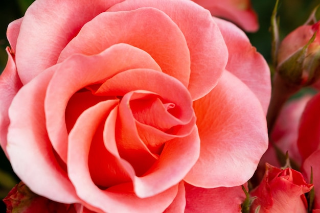 Красивые красочные розовые цветы крупным планом