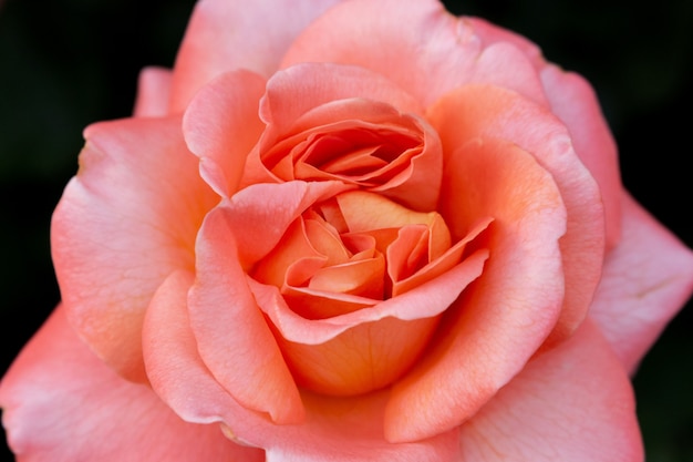 Beautiful colorful rose flowers close up 