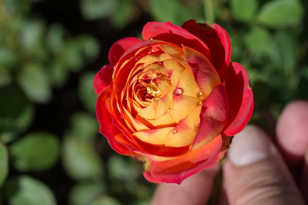 Красивая красочная роза с каплями воды на ней