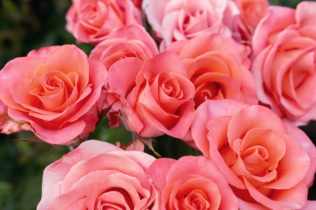 Beautiful colorful roses flowers close up soft focus