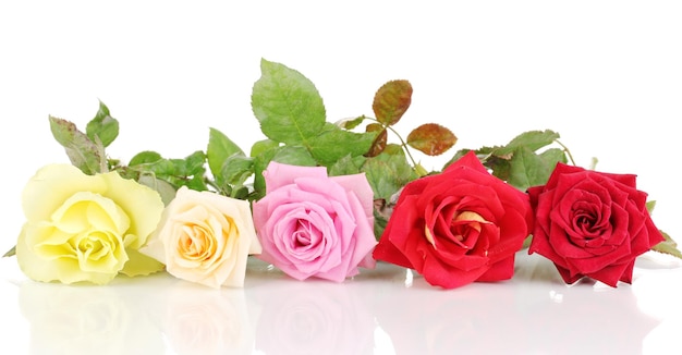 Beautiful colorful roses isolated on white