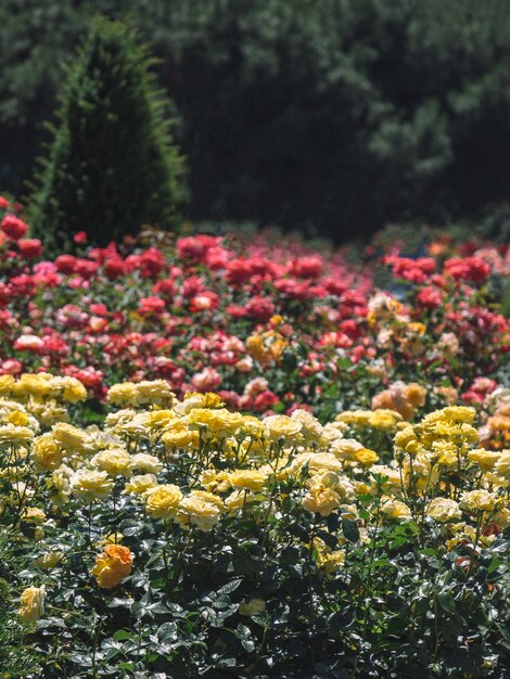 Photo beautiful colorful roses in a rose garden