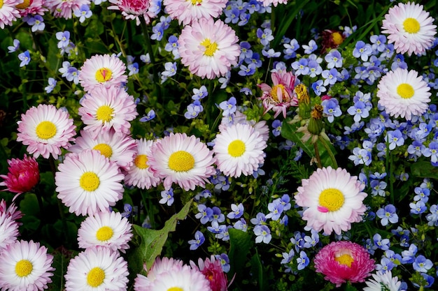 Beautiful colorful spring flowers