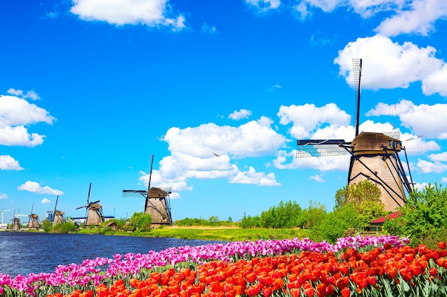 Beautiful colorful spring landscape in Netherlands, Europe. Famous windmills in Kinderdijk village with tulips flowers flowerbed in Holland. Famous tourist attraction in Holland.