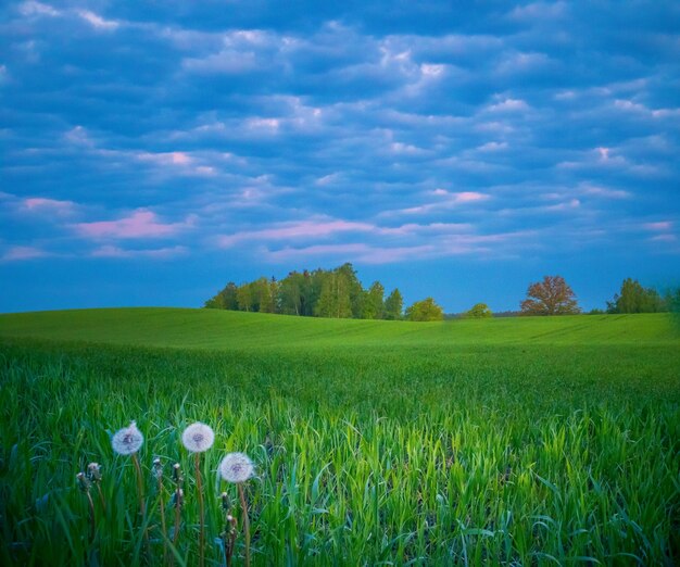 A beautiful colorful spring landscape of northern europe