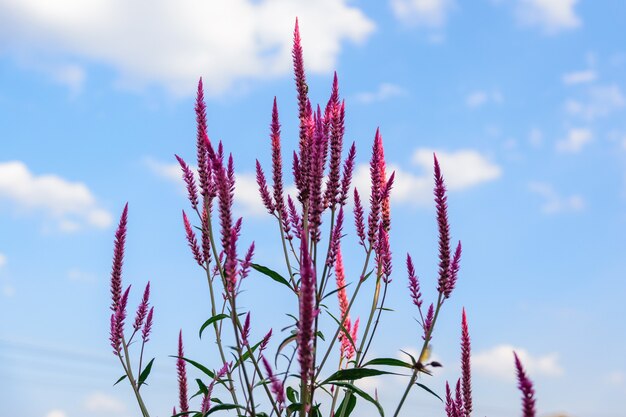 美しくカラフルな春の牧草地の花。