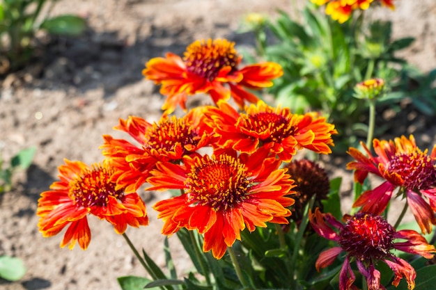 Beautiful Colorful Summer Flowers Blooming in Garden