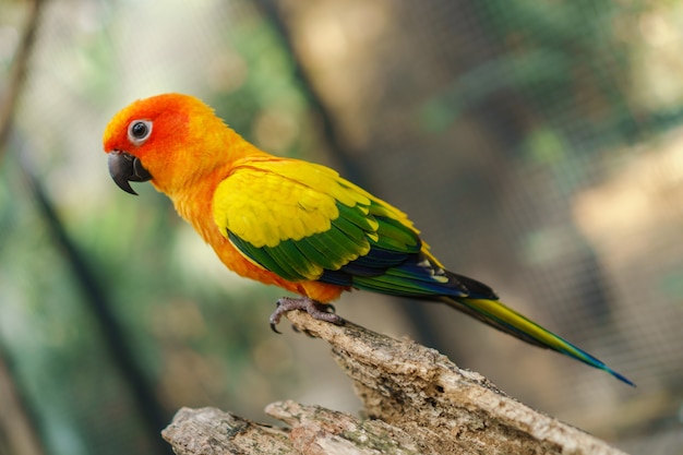 Beautiful colorful sun conure parrot birds on the tree branch