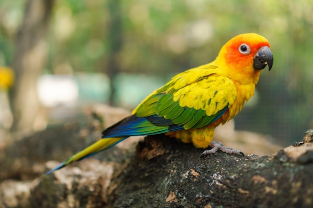 Beautiful colorful sun conure parrot birds on the tree branch