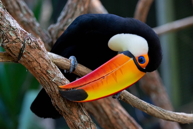 Beautiful colorful toco toucan in the tree with yellow beak in the Amazon