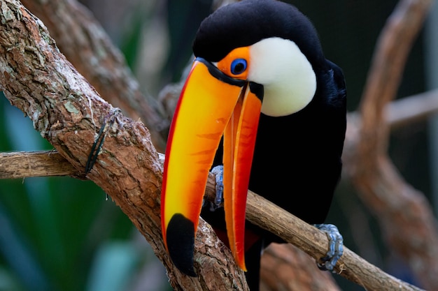 Beautiful colorful toco toucan in the tree with yellow beak in the Amazon