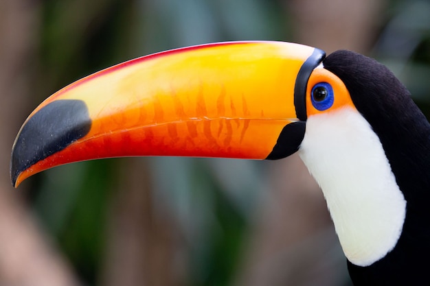 Beautiful colorful toco toucan in the tree with yellow beak in the Amazon