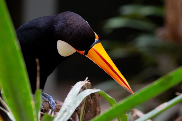 Beautiful colorful toco toucan in the tree with yellow beak in the Amazon